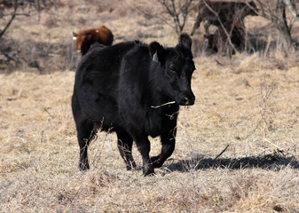 Angus Cow running across the pasture