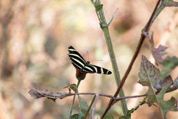 Stripped butterfly