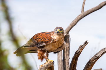 Harris Hawk