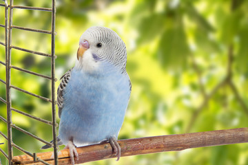 young blue budgerigar in roost on a white background isolated.