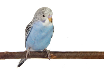 Naklejka premium young blue budgerigar in roost on a white background isolated.