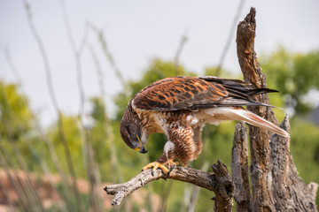 Harris Hawk