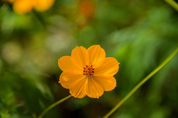 Yellow Wild Flower
