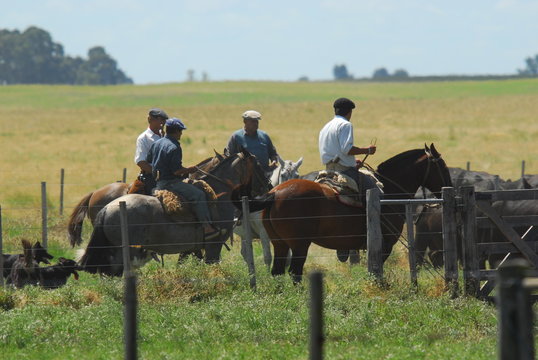 Caballos y Gauchos en Arreo 