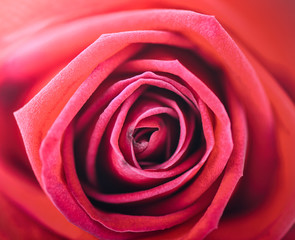 closeup romantic roses for background