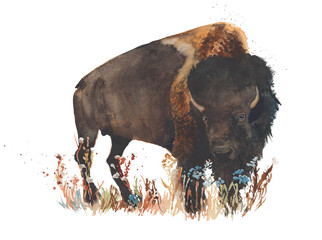 Bison buffalo bull wild animal watercolor painting illustration isolated on white background - obrazy, fototapety, plakaty