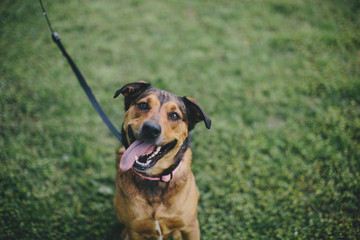 Smiling pupper