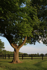 Fototapeta na wymiar Tree-lined Fenced Sprawling Pasture