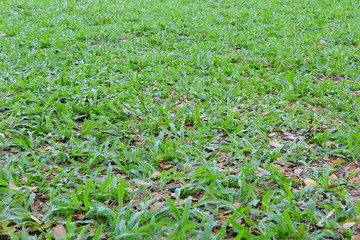 greensward field background Green field