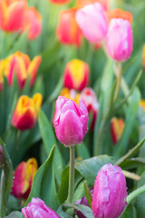 Fototapeta premium Tulip. Beautiful bouquet of tulips. colorful tulips.