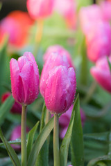 Tulip. Beautiful bouquet of tulips. colorful tulips.