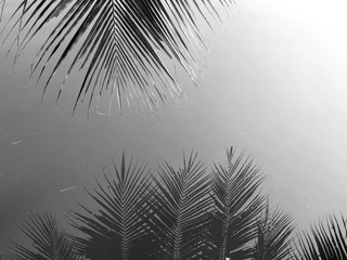 Coconut leaves abstract reflection,black and white