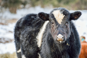 Closeup of black and white jersey cow eating during a snowy winter