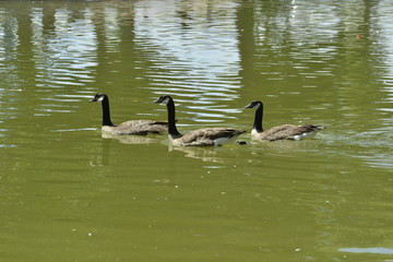 Three Geese