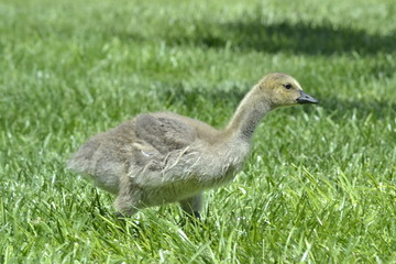 Baby Goose