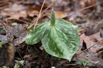 White Trillium