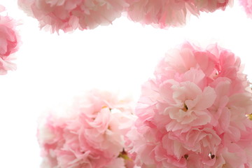 八重桜　八重紅虎の尾