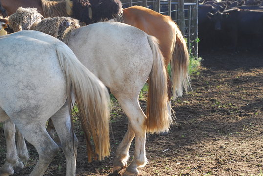 colas de caballos, 