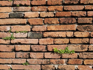 Brick wall with a crack and plants