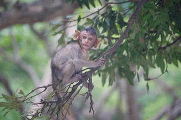 Fototapeta premium 可愛いサル