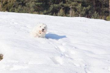 west terrier w śniegu