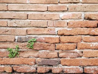 Brick wall with a crack and plants