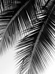 schönes Palmenblatt auf weißem Hintergrund © srckomkrit