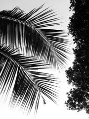beautiful palms leaf on white background