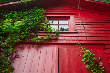 Climbing hydrangea growing up the sides of a red  barn.