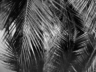 Coconut leaves abstract reflection,black and white