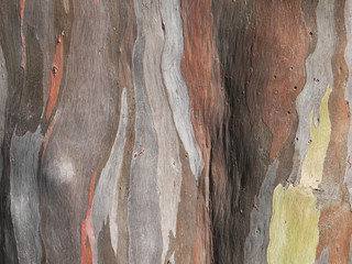 Colorful abstract pattern of old Eucalyptus tree bark - obrazy, fototapety, plakaty