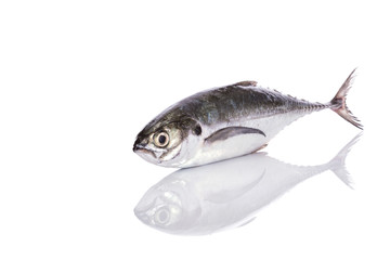 Fresh fish (torpedo scad). Studio shot isolated on white