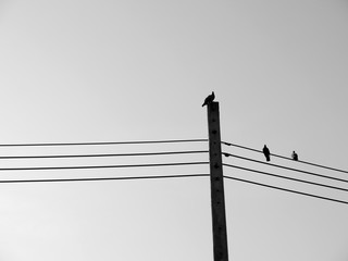 Bird on a wire silhouette