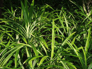 pandan leaf