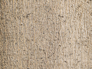 Tree bark texture