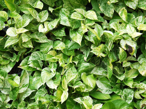 green wall with flora combination