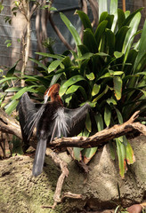 African Darter known as Anhinga rufa rufa