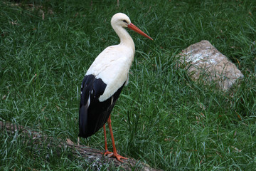European White Stork