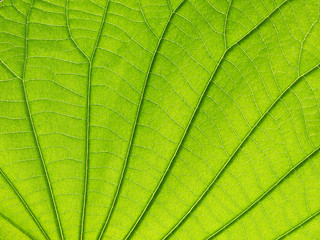 Naklejka na ściany i meble green leaf texture closeup