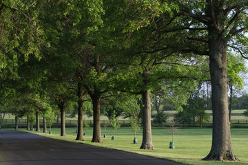 Tree-lined Country Road