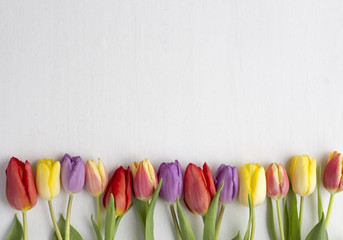 Multicoloured tulips on white wood background