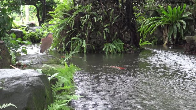 4K An adult Malayan night heron brown with blue lores rest near to a pond in Park Taipei, in Taiwan-Dan