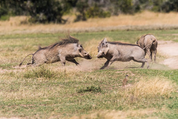 Wart Hogs