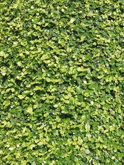 Ornamental shrubs ,Wall shrubs