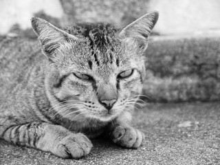 Cat portrait monochrome