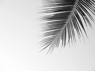 Fototapeta na wymiar beautiful palms leaf on white background