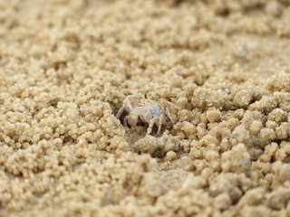 ghost crab on sand beach closeup