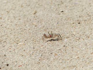 ghost crab on sand beach closeup