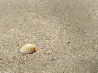 Fototapeta na wymiar Shells on the sand