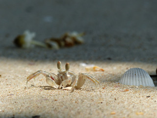 ghost crab on sand beach closeup